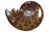 Polished Ammonite (Cleoniceras) Fossil - Madagascar #358408-1